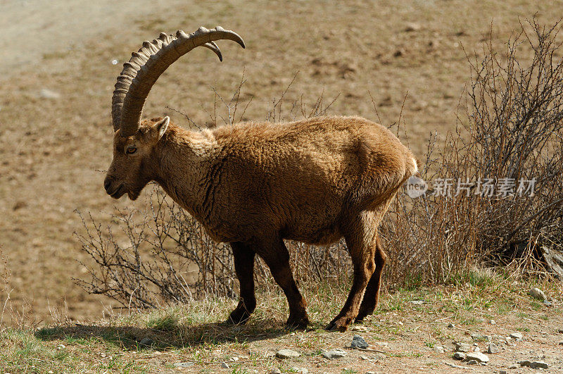 高山山羊 (Capra ibex ibex)